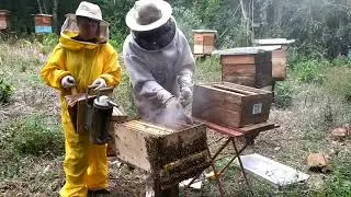 Método de recuo, para achar a rainha, da abelha apis africanizada, dentro da caixa.