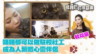 尋找喵喵的故事 ｜EP8 PT1｜ 喵喵都可以做駐校社工 成為人類嘅心靈伴侶 ｜ 杜以辰｜ HOYTV