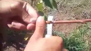 Streč folija za kalemljenje