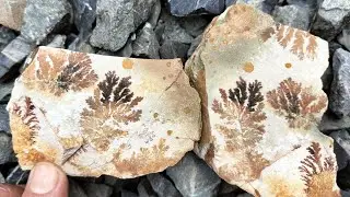 Manganese Dendrites.  Reveal.  Part 3.