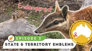 WA Numbat // Australian emblems | Episode 3