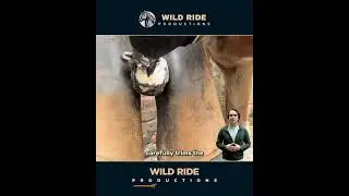 ✅ Hoof Transformation &ndash; From Neglect To Perfect! #farrierskills #horsecare #oddlysatisfying #asmr