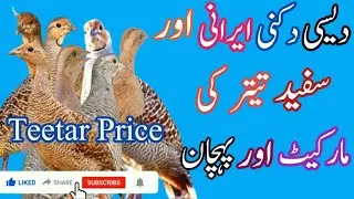 Dakhni,Irani,Desi,Aur wahit teetar ki pehchan ||Dakhni,Irani, desi, teetar ki market || Teetar price