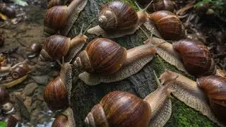 ASMR Nature Sleep: Slow Snail Crawling on Rock | Relaxing Night Garden Sounds