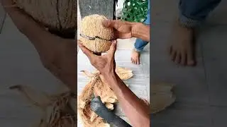 Ripe coconut cutting