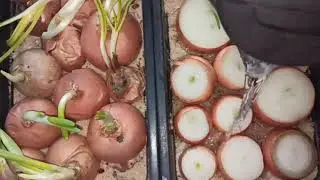 САЖАЕМ ЛУК ДОМА НА ПОДОКОННИКЕ.УЙДА КУК ПИЁЗ УСТИРАМИЗ.👍🏼👍🏼