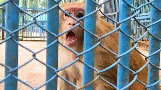 Angry Rhesus Monkey Screaming Sound