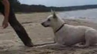 White Swiss Shepherd at the Beach