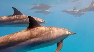 Sataya Reef Dolphin House 02-June-2025 4K HIGH FR30