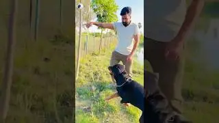 Rottwieler max is in attack mode😱✅ #rottweiler #guarddog #attack #viralvideo