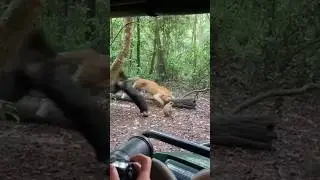Leopard Leaps &mdash; Mr. Silverback Says 