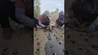 Turning Sticks Into Fruit Trees