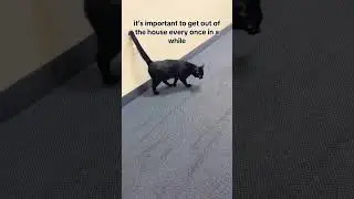 Reminder why you get out of the house #gettingout #outside #reminder #blackcatsmatter