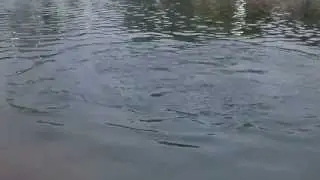 GT feeding frenzy ( Brother
