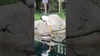 Stork vs Turtle #zoo #funny