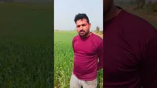 Dbw 359 gehu kam pani me adhik upaj #farming #keti #animatedcomedy #paddycultivation #kvk #paddy