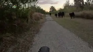 Lake Hancock Cattle Drive