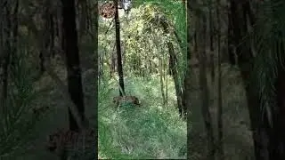 Adventure awaits!  #indiawildlife #tiger #jungleexploration