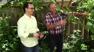 Tree Pruning Basics
