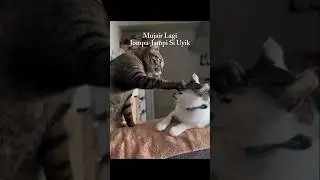 Kucing Mujair Lagi Jompa-Jampi #shorts #cat #kucing #catlovers #animals #kitten #pets