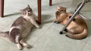 [Meow][250101] | MOONIE | TSUKI - 2 đứa ra cây ớt chơi