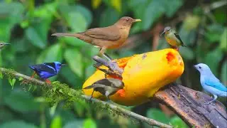 Amazon Forest Animals Planet Earth 4K Video 2023 । African Jungle Animal Videos