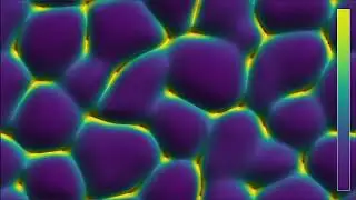 Video #1600: The Keller-Segel model