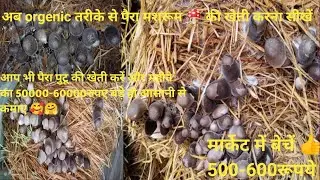 पैरा मशरूम🍄की कैसे करें l paira putu🍄 की खेती कैसे करें l mushroom🍄की खेती कैसे करें l short video 🥰