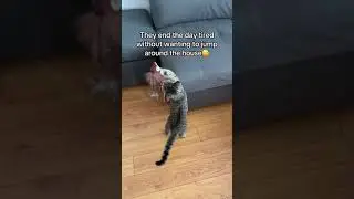 Amazing Pet Gift