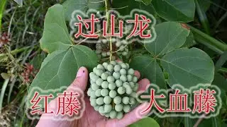 农村俗称&ldquo;过山龙&rdquo;植物，木通科学名&ldquo;大血藤&rdquo;，名贵药材与观赏
