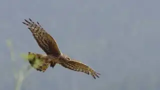 Northern Harrier Prey Handoff and Falcon Chase