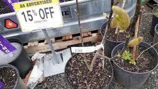 Tractor Supply Store Gardening Haul I Got More Plants Ya'll
