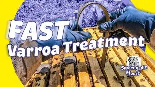 Varroxsan Strips: My New Tool Against Varroa Mites (How to Use Them!)