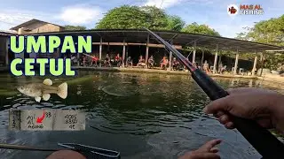 Memancing Ikan Bawal Menggunakan Umpan Cetul