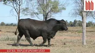 LOT 63 - TRIPLE B UPSTART U533