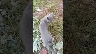 A cat was forced to use his craws to control the chicks!
