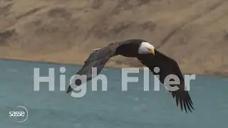 Crossman Innertainment - High Flier