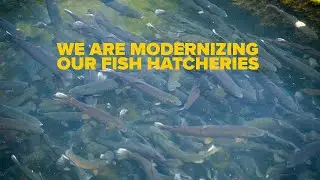 DEC Fish Hatchery System Modernization