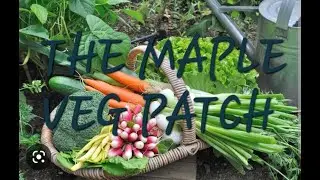 Our  journey on an English council allotment based in West Yorkshire, UK.