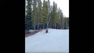 Grizzly bear at Lake Louise ski resort