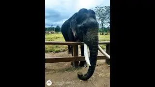 Elephant Dubare Camp, Coorg