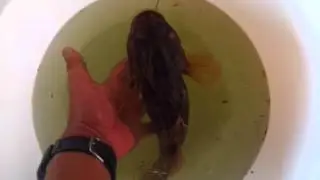 haruan ketutu