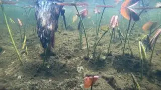 Underwater Marsh Cam - Muskrat