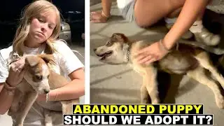 ABANDONED DOG RESCUE 🐶 SHOULD WE ADOPT IT?
