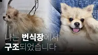 지옥같은 번식장 구조견에서 애교쟁이 강아지가 되기까지ㅣ유기동물 입양ㅣ유기견 입양 변화ㅣ유기견 입양 후기