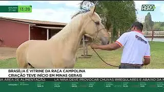 Brasilia é vitrine da raça Campolina | AgroMais