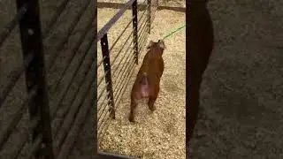 244-4 Duroc Male
