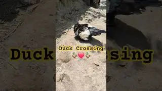 Ducks Enjoying Life 🦆❤️#trending #duck #duckquack #ducklingspro #crossing #mating #farming