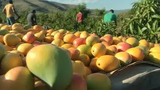 How Aussie Farmers Grow Tons of Mangoes!