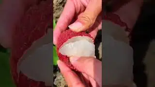 👀🔪Cutting Lychee #satisfying #fruitcutting #sweet #fruit #lychee #yummy #viralvideo #shorts #fyp #fy